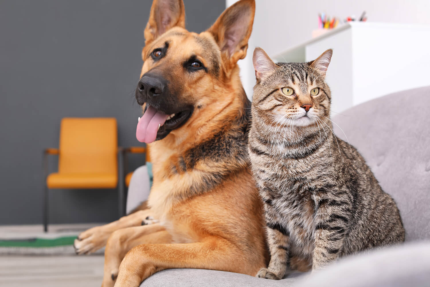 A cute dog and cat sit on a couch together after going to the veterinarian.