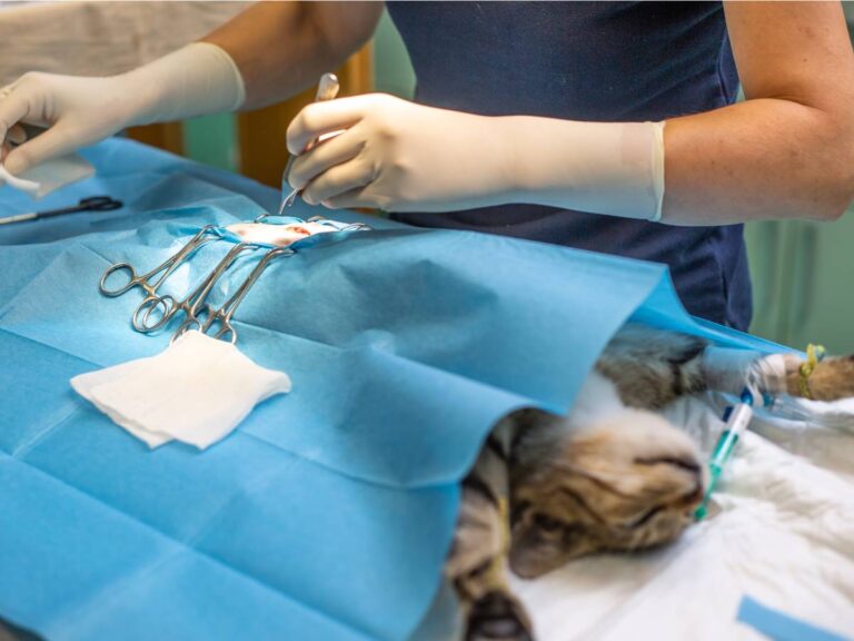 Does Your Pet Need Exploratory Surgery?