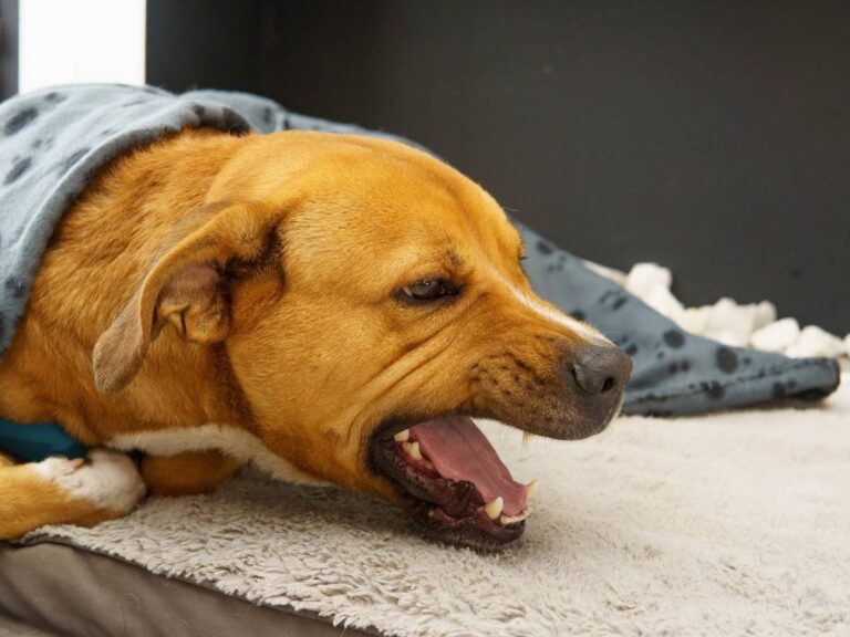 Why Is My Pet Coughing? Signs It’s Time to Call the Vet