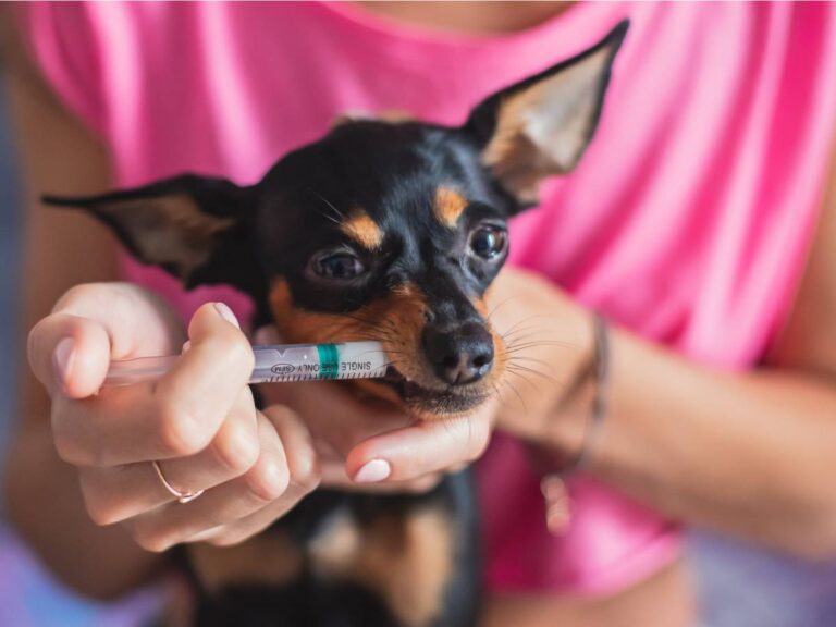 Faster Pet Diagnoses: The Power of In-House Veterinary Testing